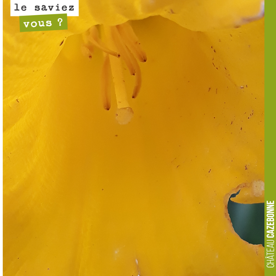 Reconnaissez vous cette fleur ?