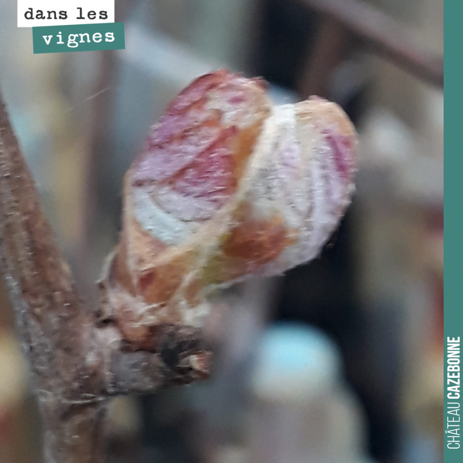 Parmi nos bourgeons les plus avancés...
Mais heureusement, tout n’est pas comme cela. Cette année, les couverts végétaux ont parfaitement joué leur rôle de régulateur thermique. Quand le soleil po...