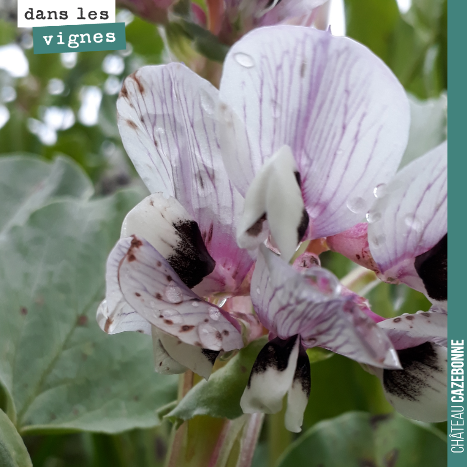 Jolies fleurs de fèveroles. On va les rouler dans les prochains jours pour former un paillis et restituer l’azote aux sols et à la vigne.