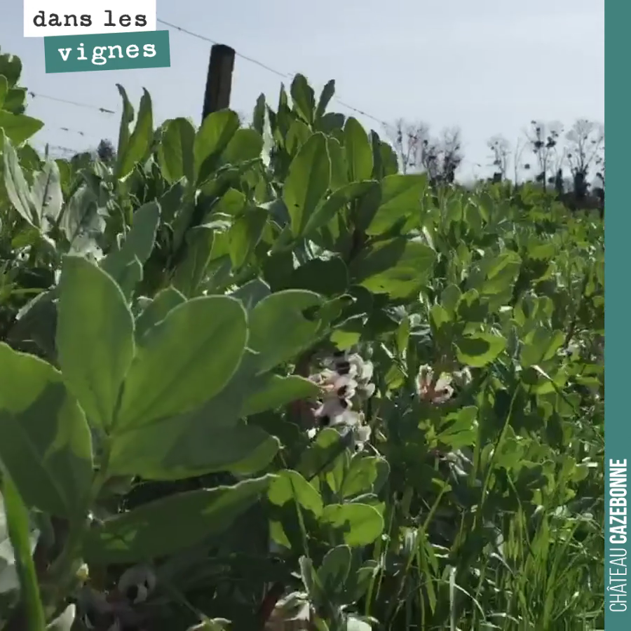 Le temps est venu de rouler les couverts végétaux pour former un paillis, qui protégera des chaleurs, mais qui restituera aussi doucement de la matière organique au sol.
Les couverts sont une vrai...