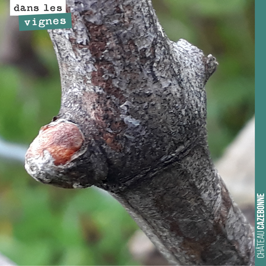 Nos bourgeons gonflent, mais les feuilles ne sortent pas encore. Toujours cela de pris... on n’est pas pressé.
