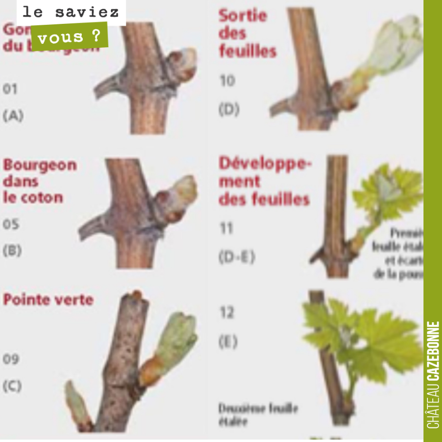 Le dessin ci-dessous illustre les différents stades que prend le bourgeon en ce moment.
Ces phases sont particulièrement importantes pour nous en cette période de gel qui a débuté.
Nous avons fai...