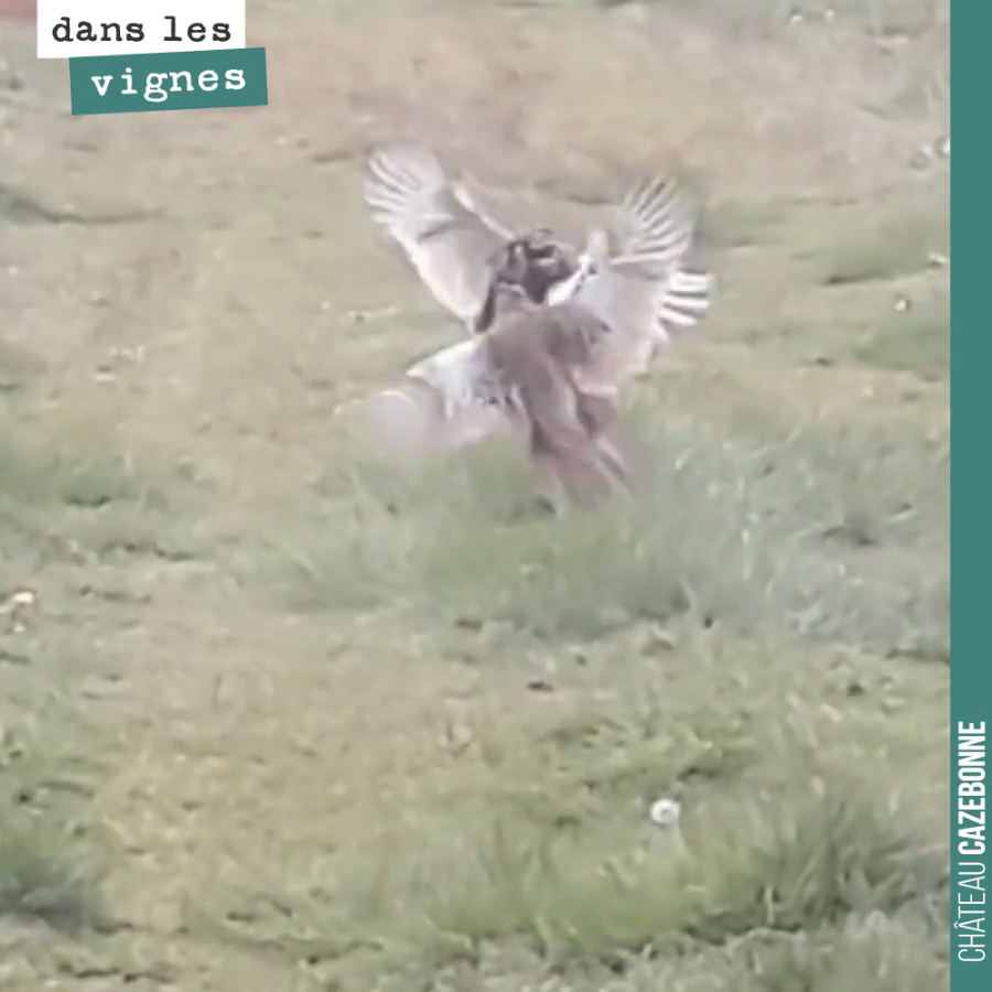 Lutte entre deux faisans pour une faisane. Loi du plus fort. Et le fait qu’on les observe ne les inquiète en aucun cas...