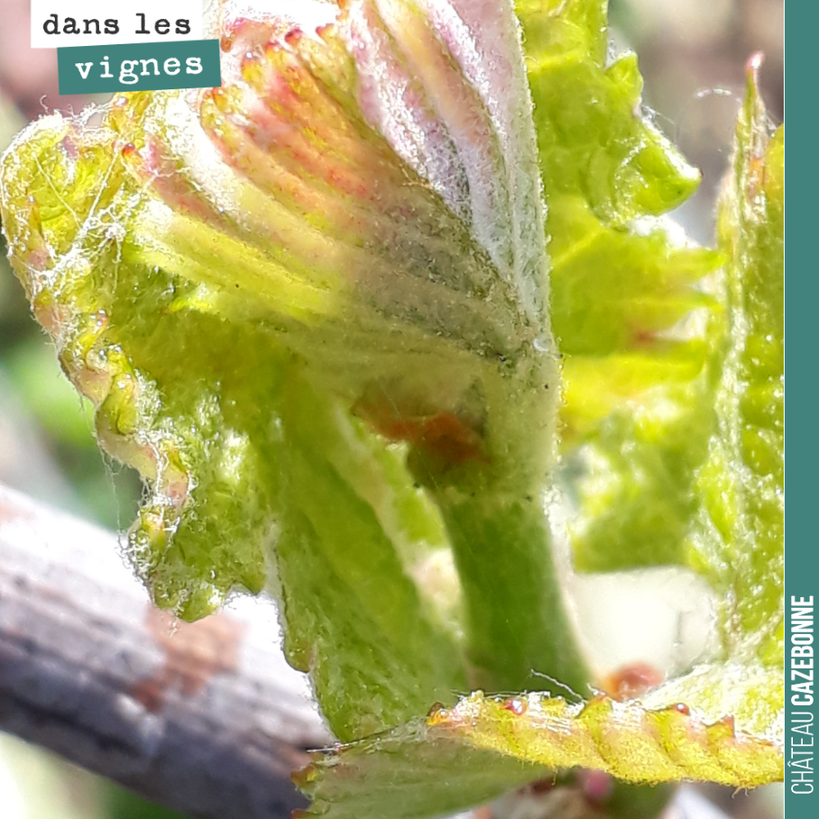 La vigne ne demande qu’à vivre.
On scrute la météo.
La pluie et la neige amène son lot d’humidité, ce qui contribue à amplifier le risque de gel.
Mais la météo a rehaussé les prévisions de tempé...