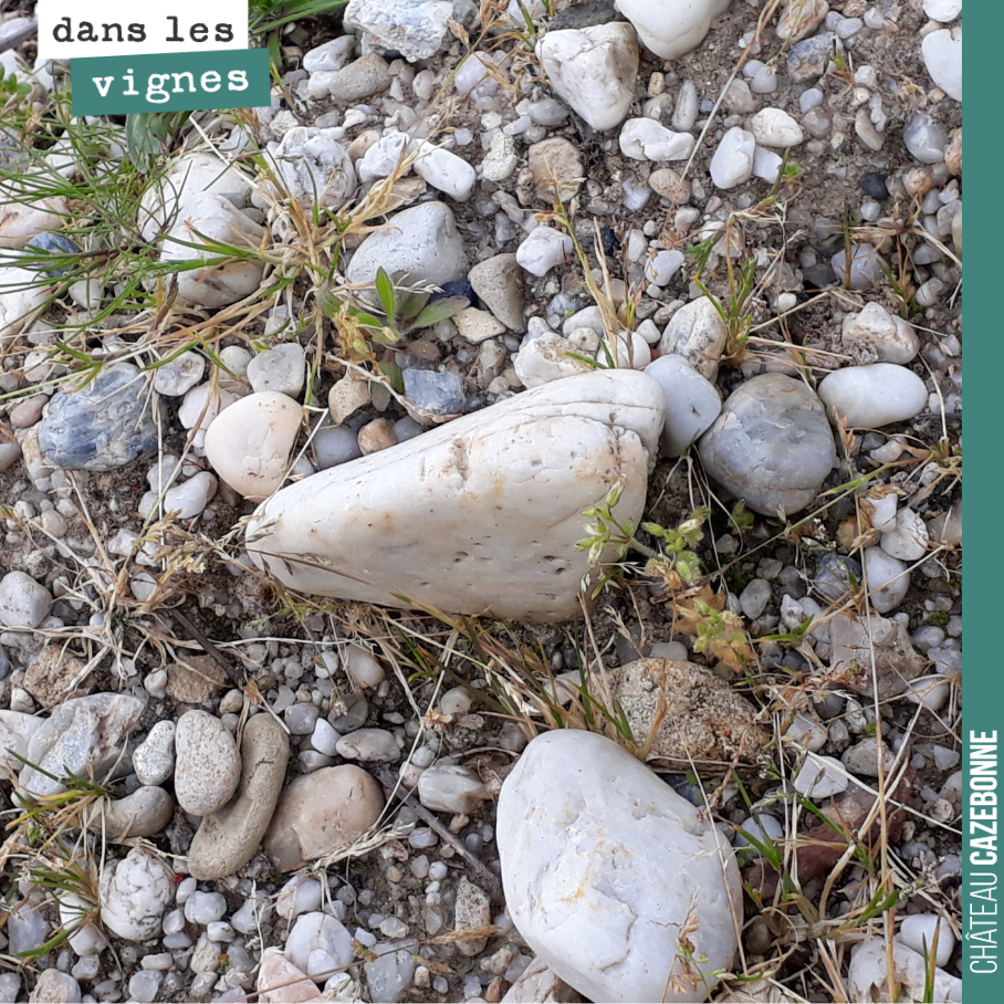 Photo de nos galets sur la parcelle de Cazebonne. C’est sur ce terroir que l’on produit le parcellaire, les Galets de Cazebonne.
