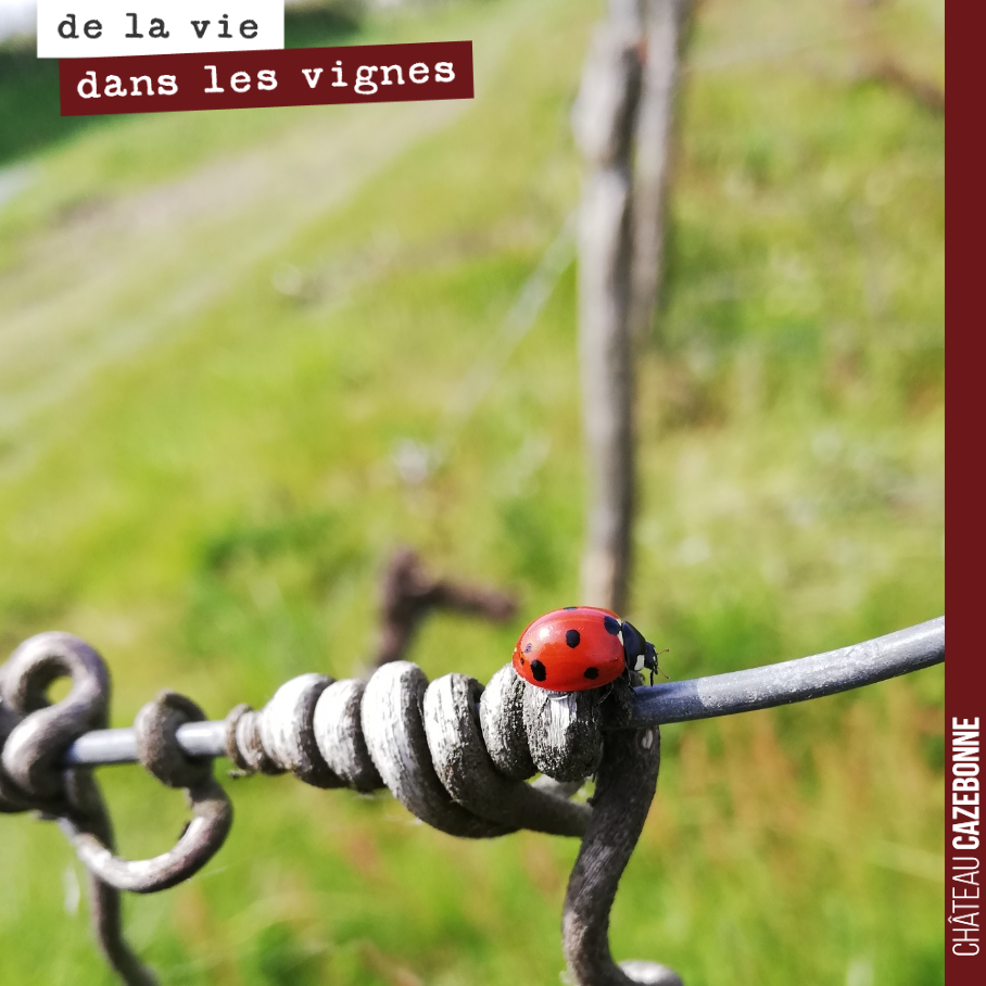 Une petite coccinelle qui se dore au soleil, c’est trop craquant !