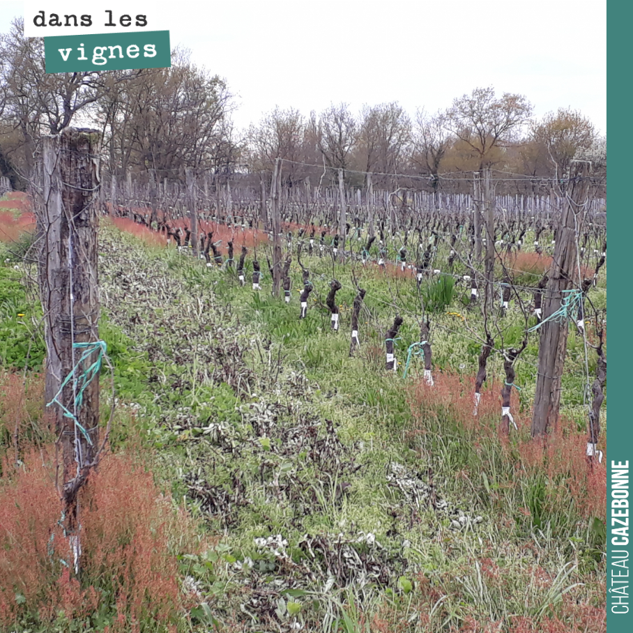 Sur cette zone, sur la parcelle de Cazebonne, il s’est développé cette flore aux couleurs bien rouges, comme sur des sols de landes.
Ce n’est pour nous pas bon signe. Cela signifie que les sols y ...