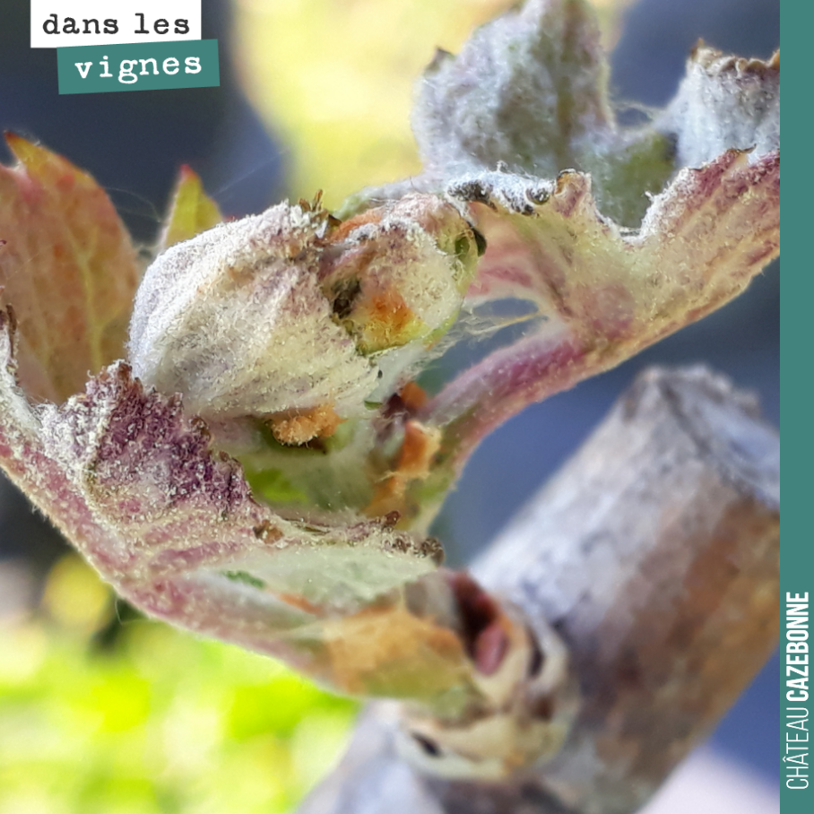 Les feuilles commencent désormais à pousser un peu partout. Tous les bourgeons seront sortis sous huitaine.
Les épisodes de gel devraient nous laisser tranquilles deux semaines, si l’on se fie à l...