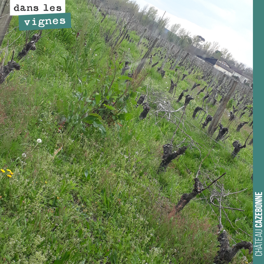 Jamais de sols à nu dans nos vignes.
Maintenant, il va falloir gérer l’herbe sous le rang et ne pas se faire déborder.
Le marathon de printemps commence.