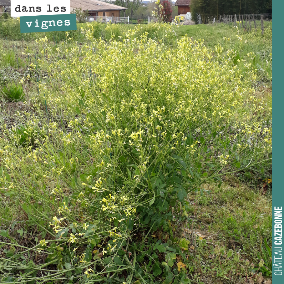 Le soja est devenu invasif sur une parcelle où l’on a fait des plantations l’année dernière.
Restes d’un ancien semis sur cette parcelle. En tout cas, cela ne fait de mal aux sols.
