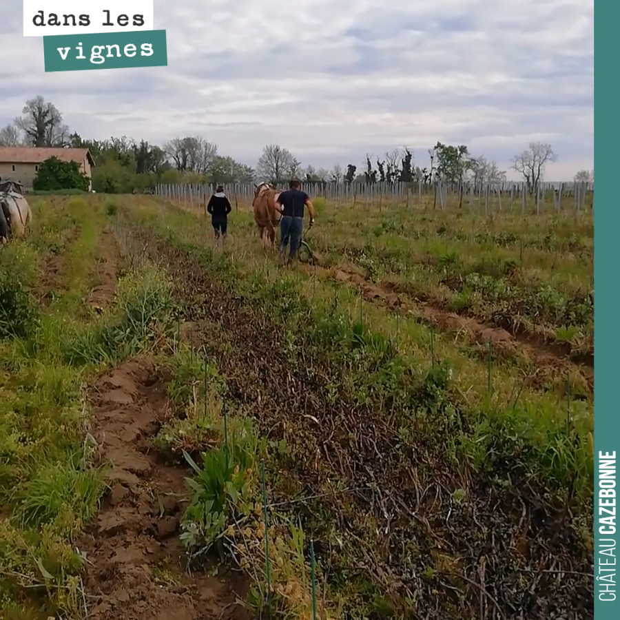 Une plantation, c’est beaucoup d’entretien et il est difficile de mécaniser le désherbage entre les pieds.
Depuis 2017, on a systématisé le travail au cheval. Cela nous permet de faire un travail ...