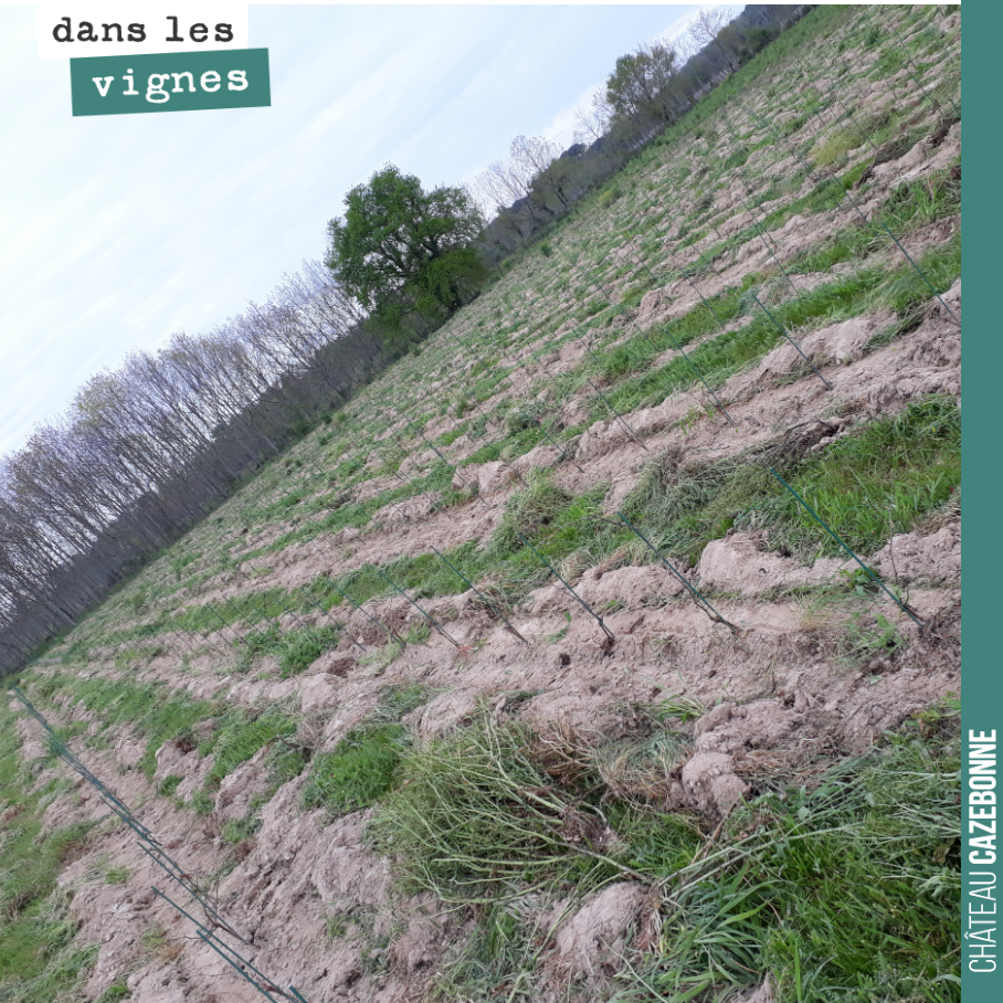 Le travail au cheval a permis de nettoyer toute l’herbe autour des pieds de vigne de notre plantation de l’année dernière. À la main, cela aurait été un travail titanesque sur les 4 hectares non en...