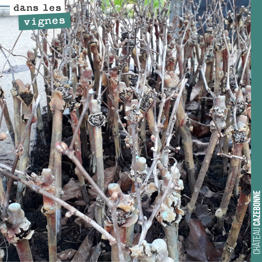Les plants qui nous restent de merlot et cabernet franc en sélection massale, pour les coplantations du mois d’avril. Inlassablement remplacer les pieds morts si on veut conserver un vignoble en bo...