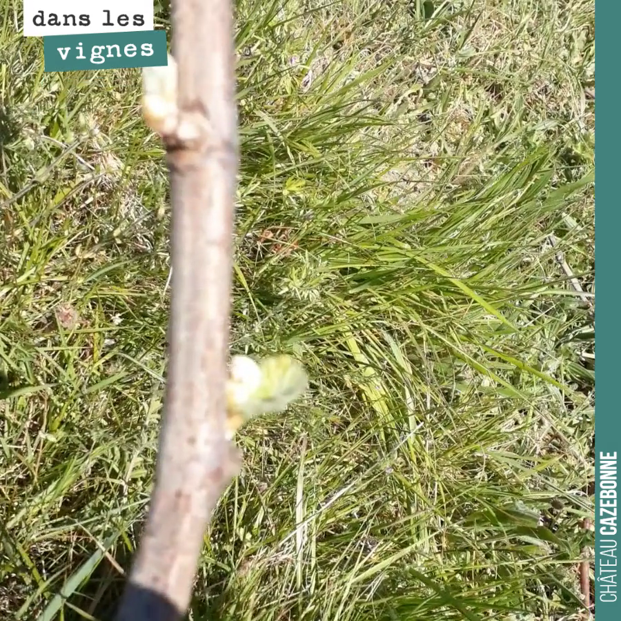 Sur nos cabernet-sauvignons, tous les bourgeons ne sont pas encore sortis et c’est, comme souvent, le bourgeon au bout du sarment qui est le plus en avance.
(Ok la vidéo est un peu floue ;-))