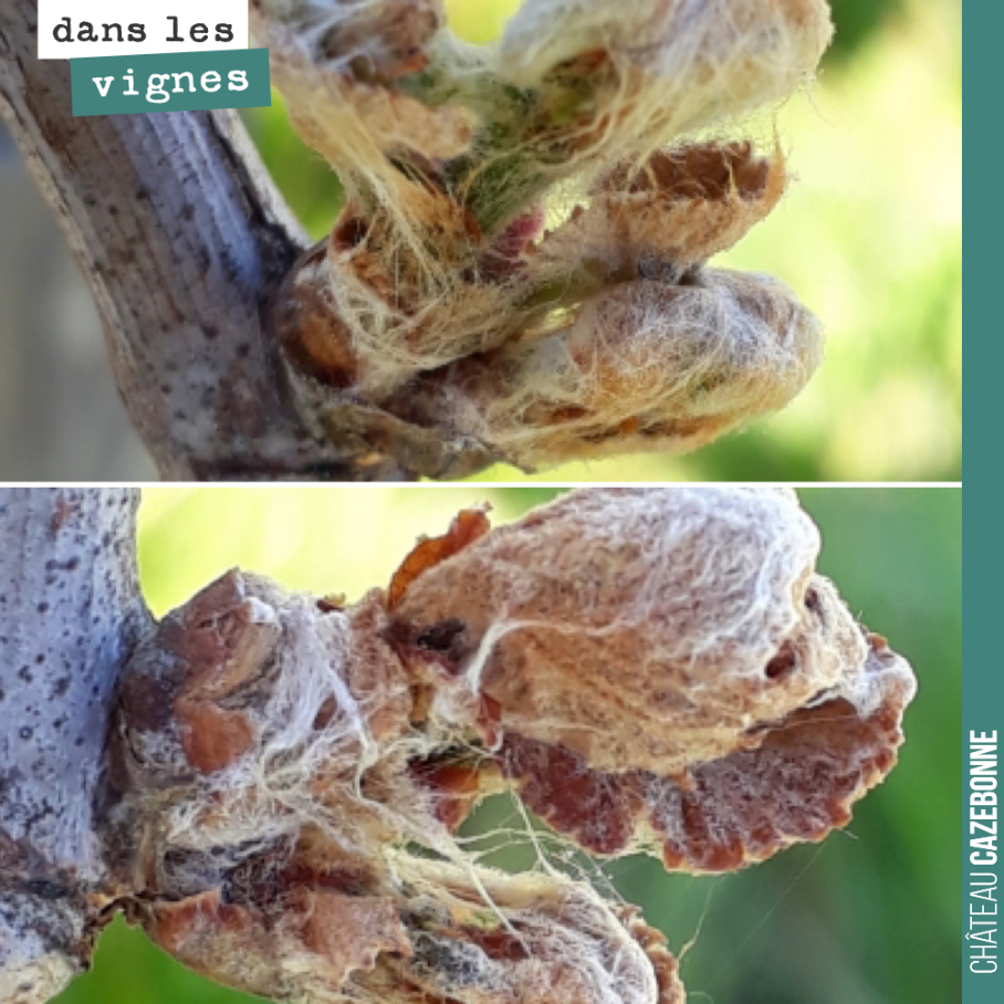 Certains bourgeons étaient encore endormis et avaient bien du mal à sortir de leur cocon d’hiver.
Fini l’heure de l’hibernation, il va falloir se mettre au travail maintenant !