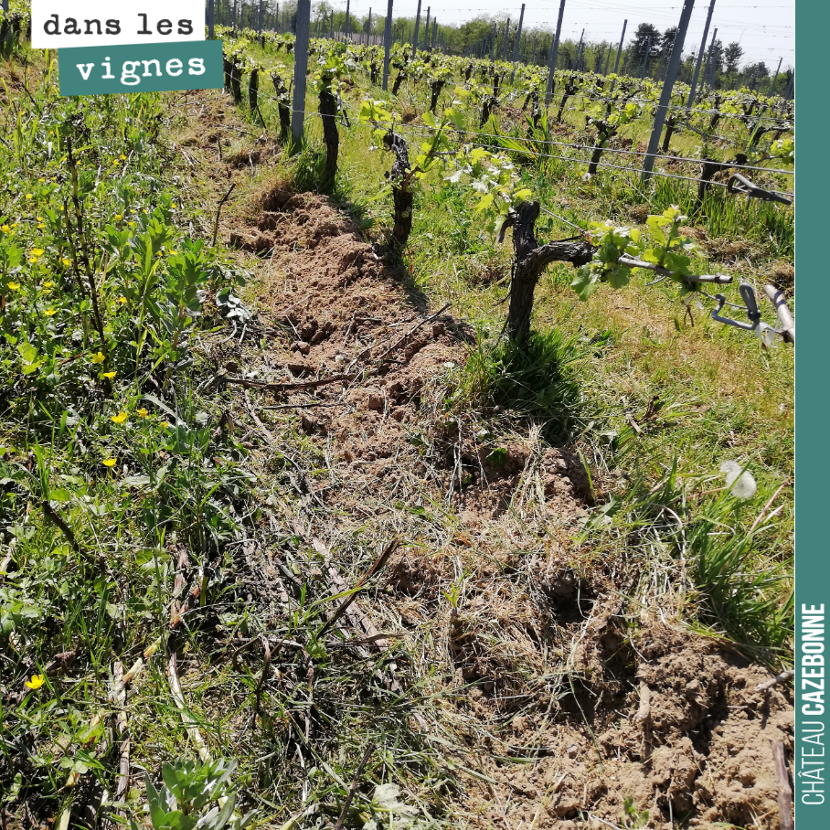 Cela fait plaisir de voir comment nos sols réagissent bien au passage des disques émotteurs et des doigts Kress.
Les sols sont bien meubles, granuleux et le soleil devrait empêcher l’herbe de repou...
