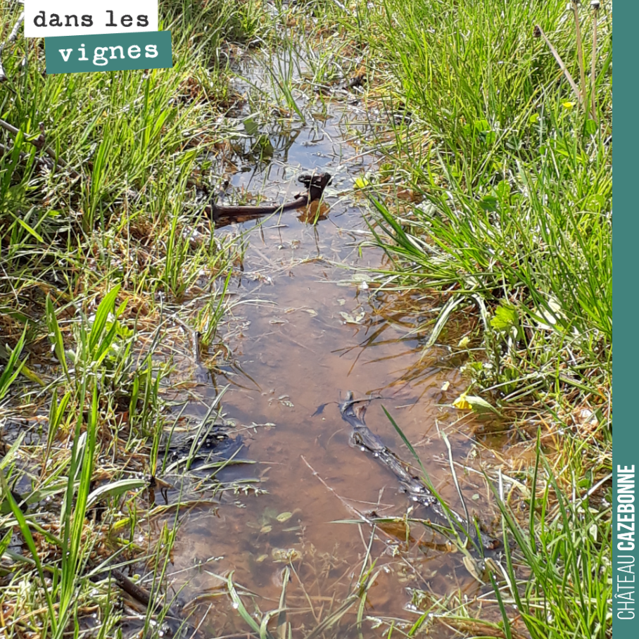 On a repris, l’année dernière, une parcelle en conventionnel, attenante à une de nos parcelles, sur le même terroir.
Après 32mm de pluie tombée hier soir, les flaques sont bien présentes, alors q...
