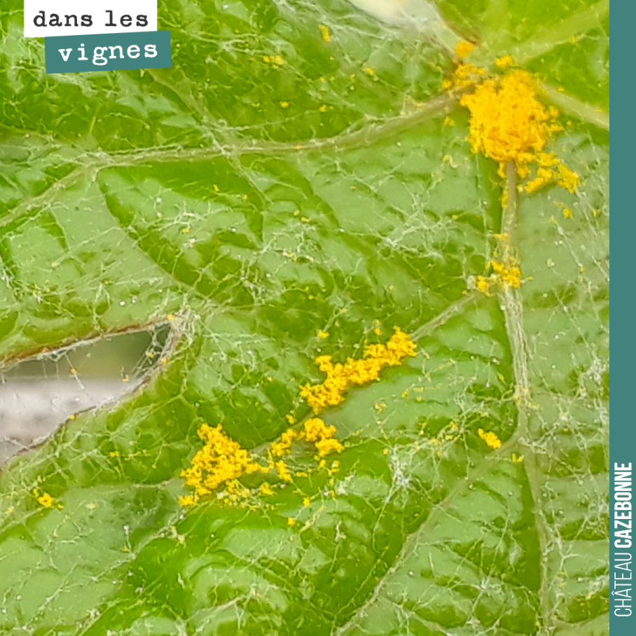 Pollens sur une feuille.
Est ce qu’une abeille y aurait fait sa sieste ?