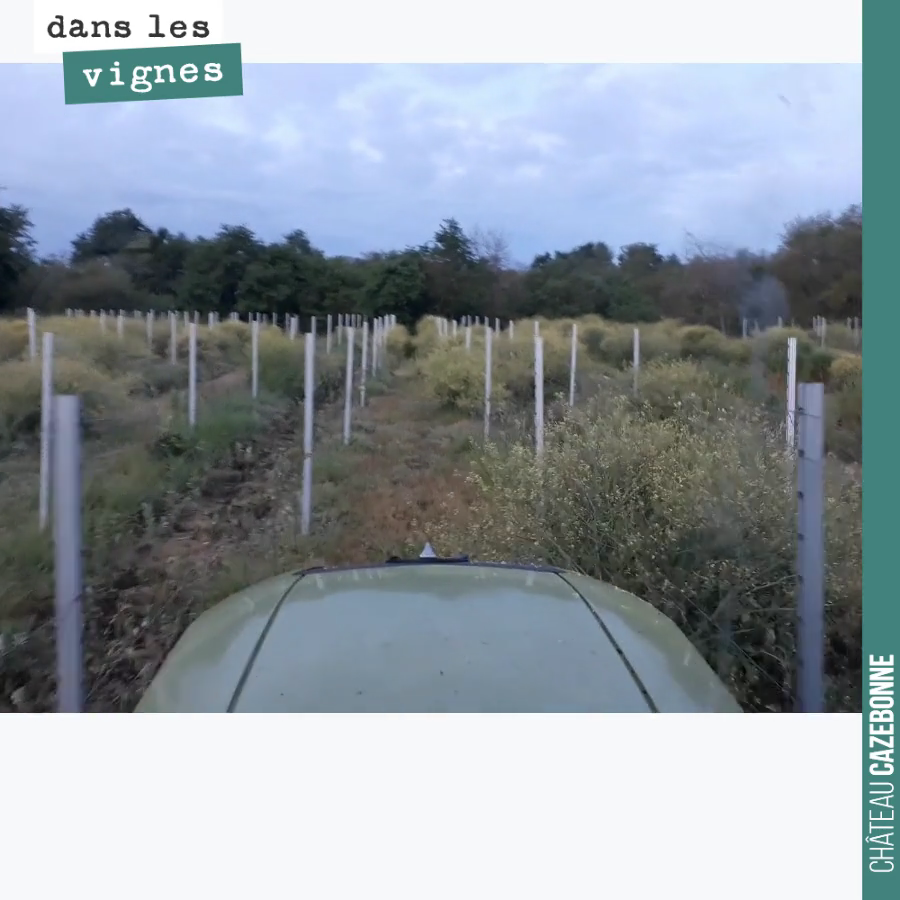 Incroyable la hauteur des colzas dans notre plantation de cépages oubliés de Couet. Des graines en dormance dans le sol depuis au moins 3 ans !