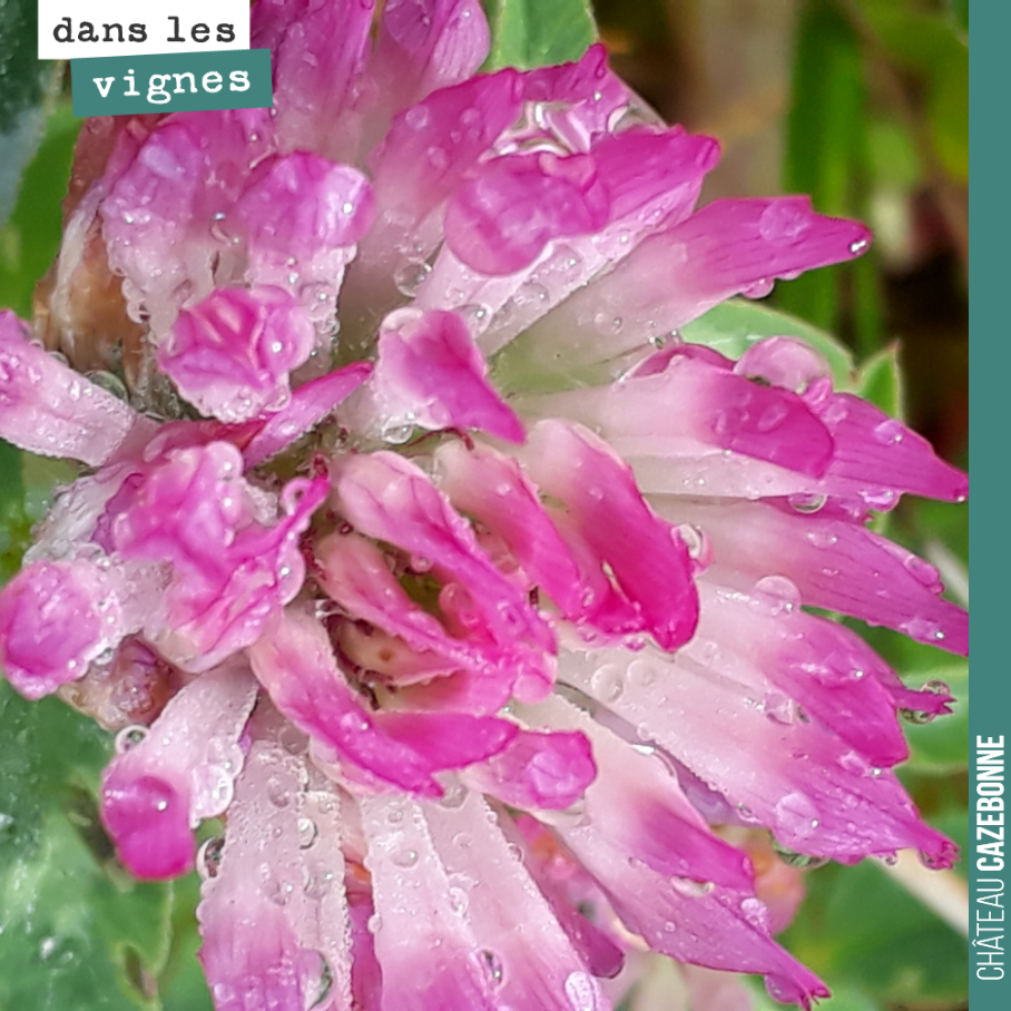 Ah la fleur de trèfles et ses sucs incomparables !
Cela vous rappelle des souvenirs ?