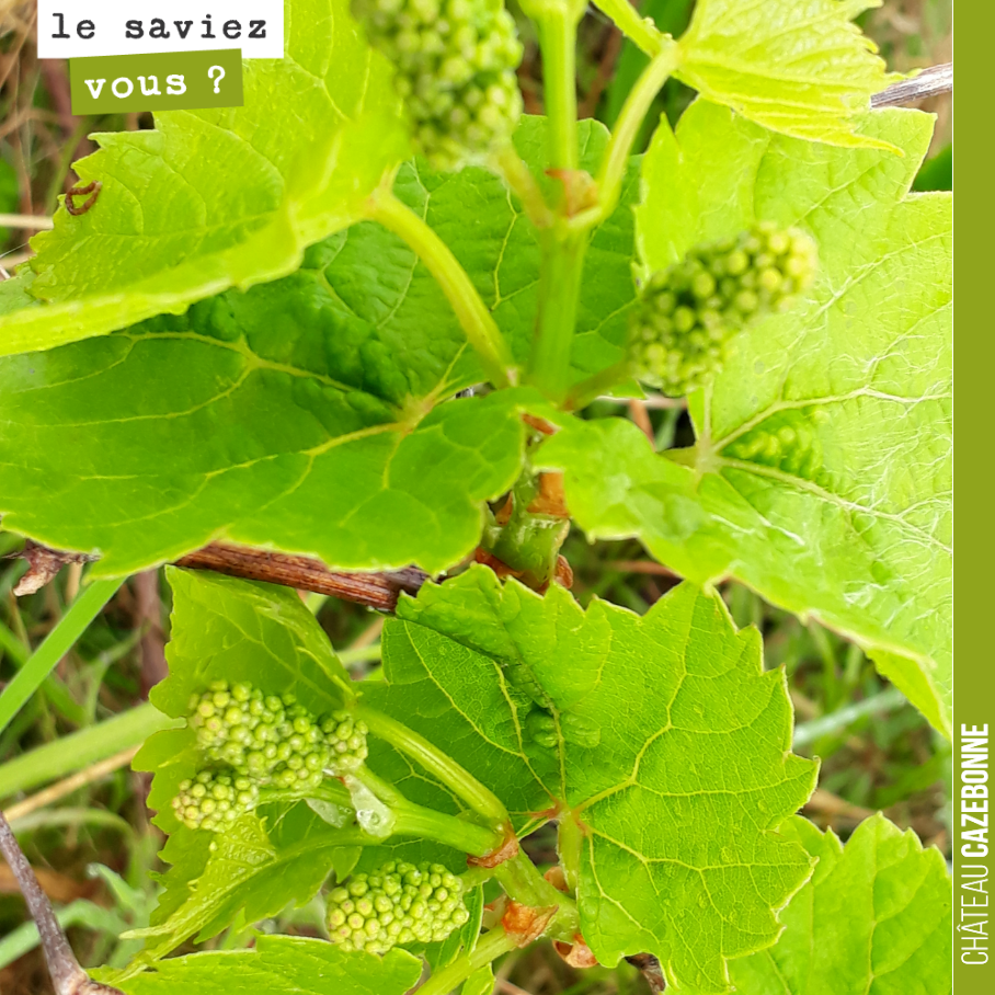 Savez vous de quoi il s’agit ?