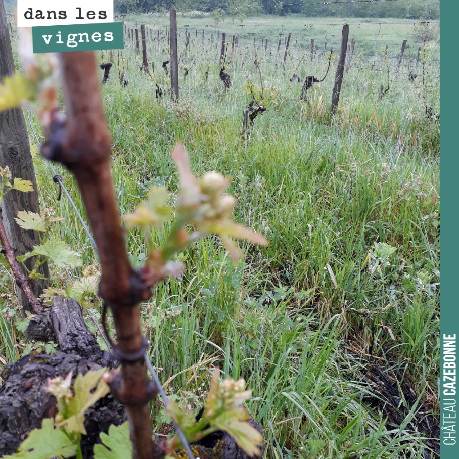 On n’est pas à l’avance sur cette parcelle tardive de cabernet-sauvignons sur l’îlot de Cazebonne. Il nous faut terminer le travail de sécaillage avant de pouvoir lier. Le secaillage consiste à cha...