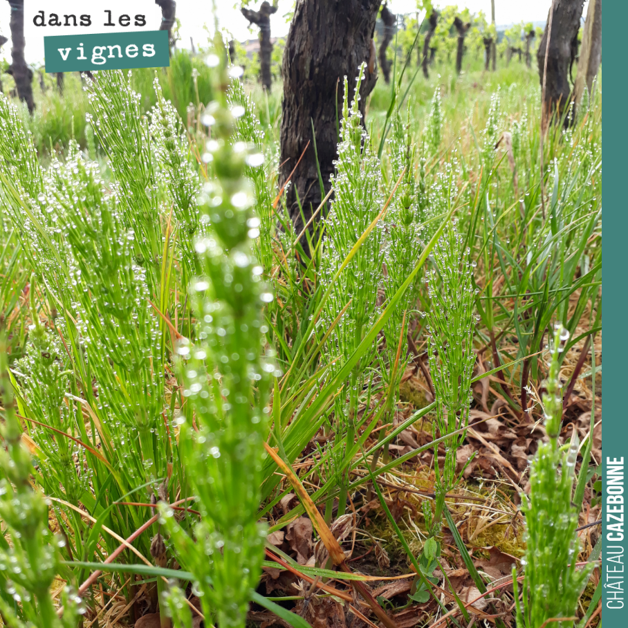 Ce n’est pas bon signe du tout, quand la prêle prend comme cela le dessus sur l’ensemble de la flore.
Cette photo a été prise dans une vigne de l’Entre-Deux-Mers, la semaine dernière.
C’est le si...