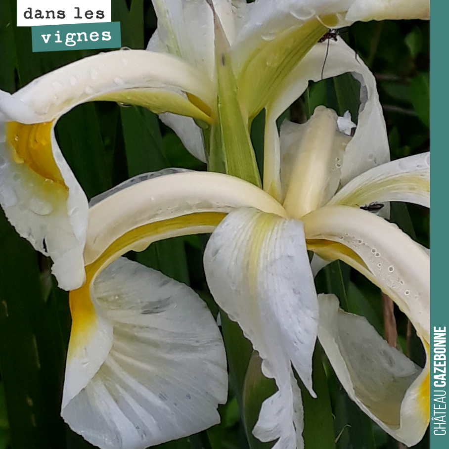 Une sorte d’iris aux abords des vignes de Mounissens, où règne une grande biodiversité après 20 ans de pratiques biologiques et biodynamiques.