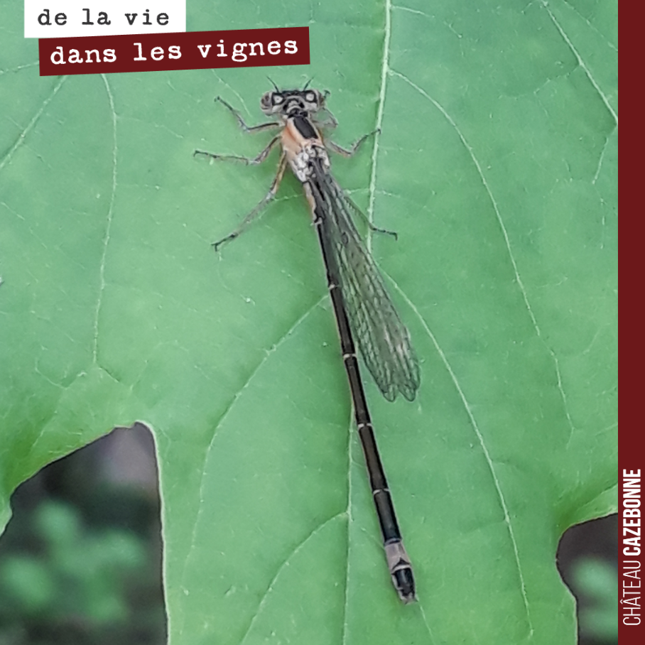 Toujours un bonheur de retrouver une libellule, le symbole de Cazebonne, non loin de l’une de nos parcelles.