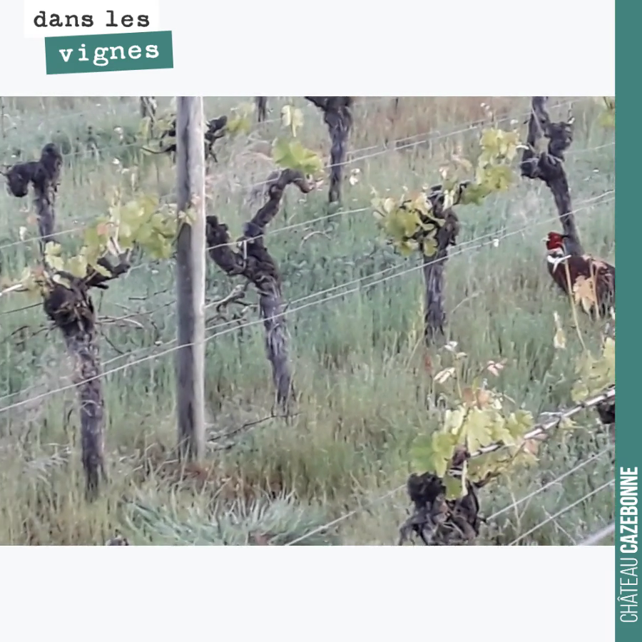 Tranquille comme des faisans dans notre parcelle de cabernet-sauvignon des Cluchets.