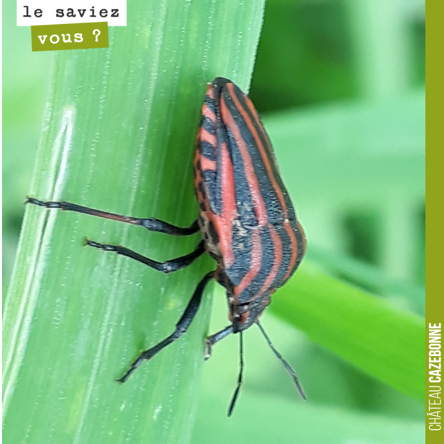 Petit insecte dans les vignes.
Vous connaissez son nom ?