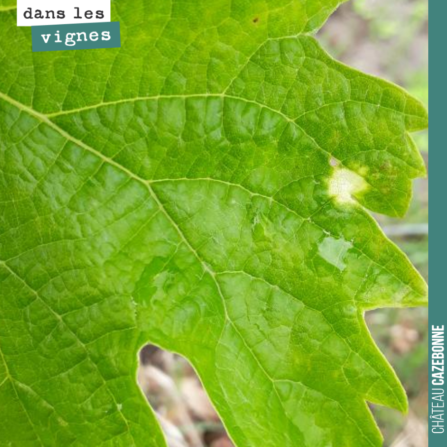Tache de black rot sur une parcelle de merlot.
Le black rot se développe sur les feuilles de vigne en croissance.
Comme le mildiou, il est originaire des Amériques et est apparu en France à parti...