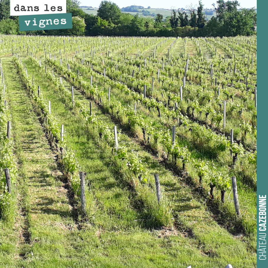 La vigne de Peyron depuis notre bureau.
Ça pousse très vite avec les chaleurs de cette semaine. Il nous reste encore du travail pour désherber mécaniquement sous le rang, et puis on s’attaquera en...