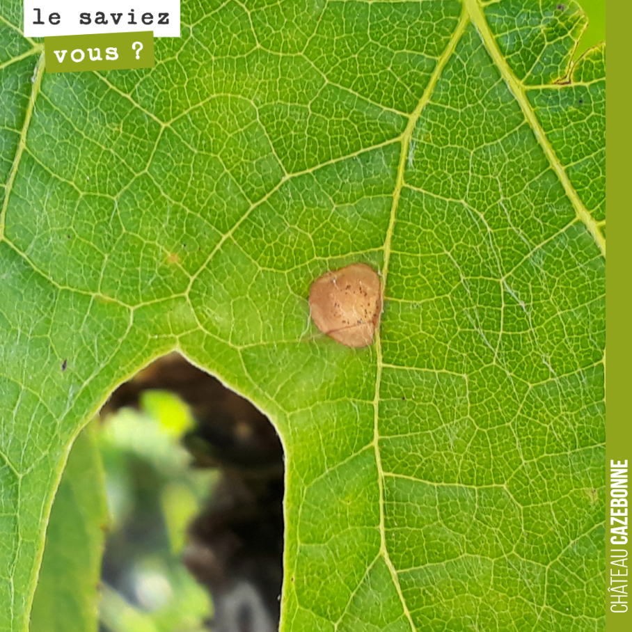Savez vous de quoi il s’agit ?
(le rond marron)