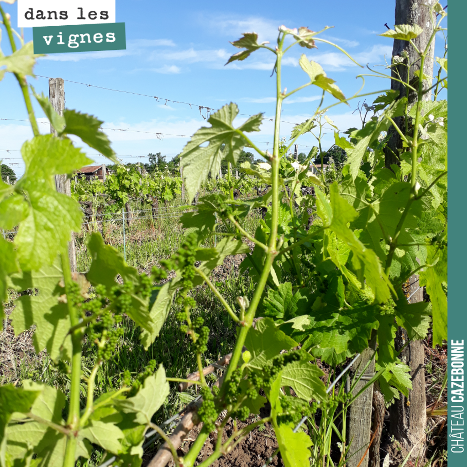 Avec ces chaleurs, la vigne pousse vite, très vite.
On a jusqu’à 3 semaines d’avance selon les parcelles par rapport à l’année dernière. A ce rythme, on va vendanger au mois d’août.