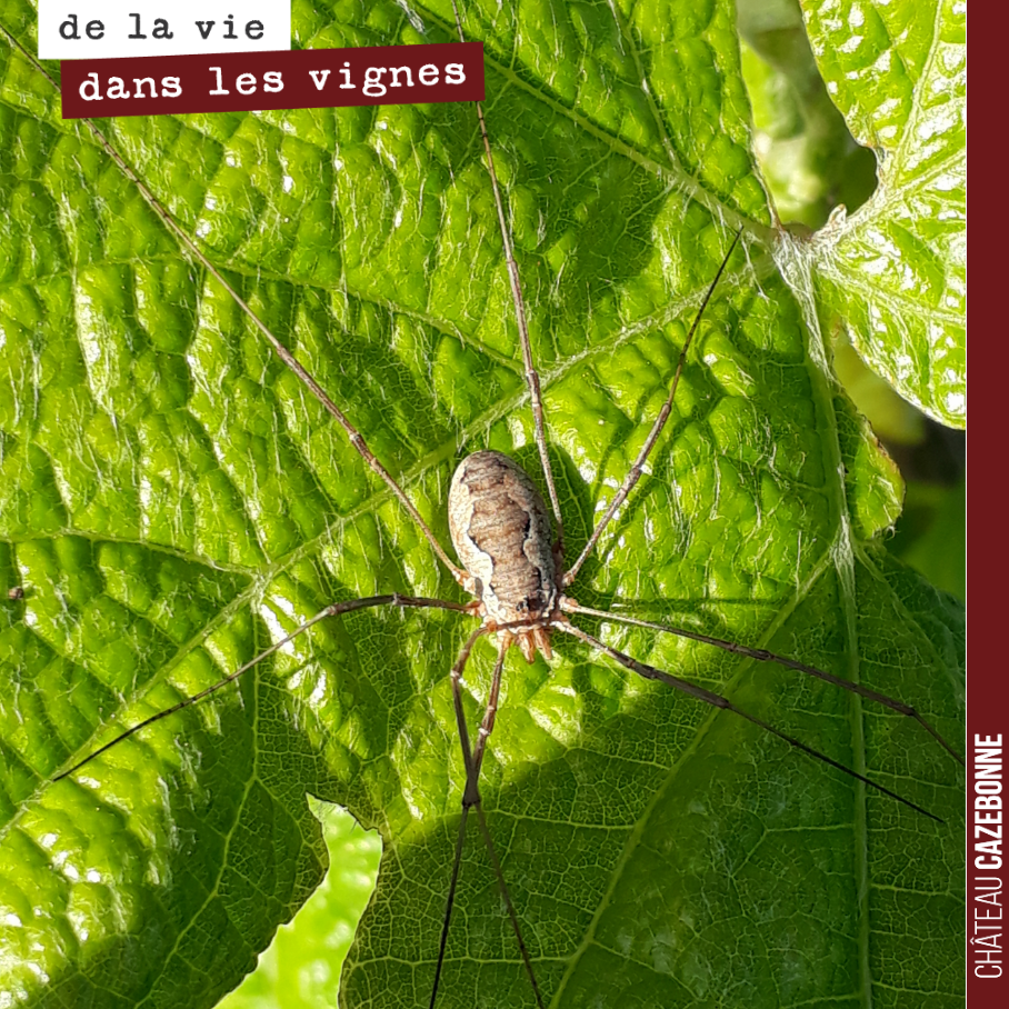 Araignée du matin, chagrin, araignée du midi, souci, araignée du soir, espoir...
Saviez vous que ce dicton avait un rapport avec la météo ?
Je cite le site L’internaute.
Le traditionnel caract...