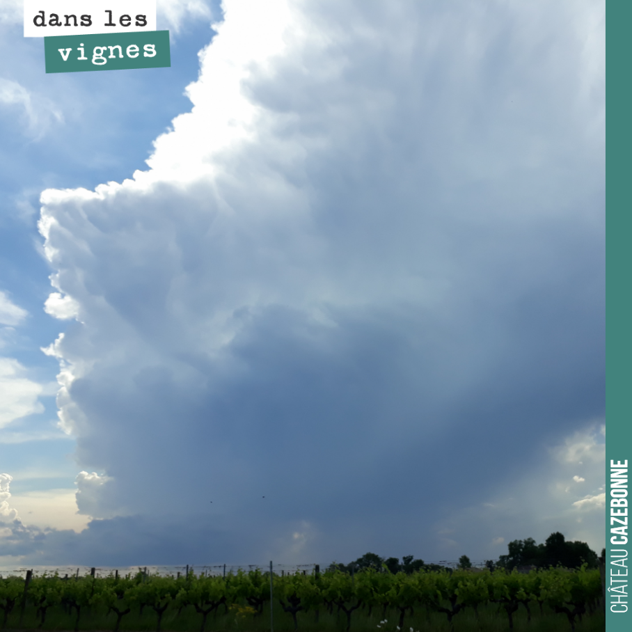 Encore un peu de calme avant la tempête.
Il est annoncé entre 50 et 100mm de pluie sur les deux prochains jours.
Chaleur, humidité. Tout ce qu’aiment les maladies cryptogamiques.
Cela va être co...