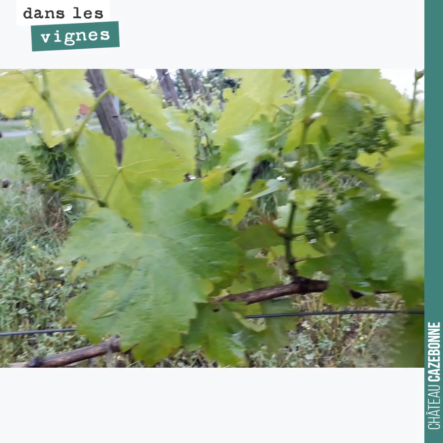 David est passé voir les vignes ce matin suite aux orages d’hier soir et de cette nuit.
40mm de pluie au pluviomètre et de la grêlisse, avec de petits dégâts sur feuilles.
Le black rot est déjà l...