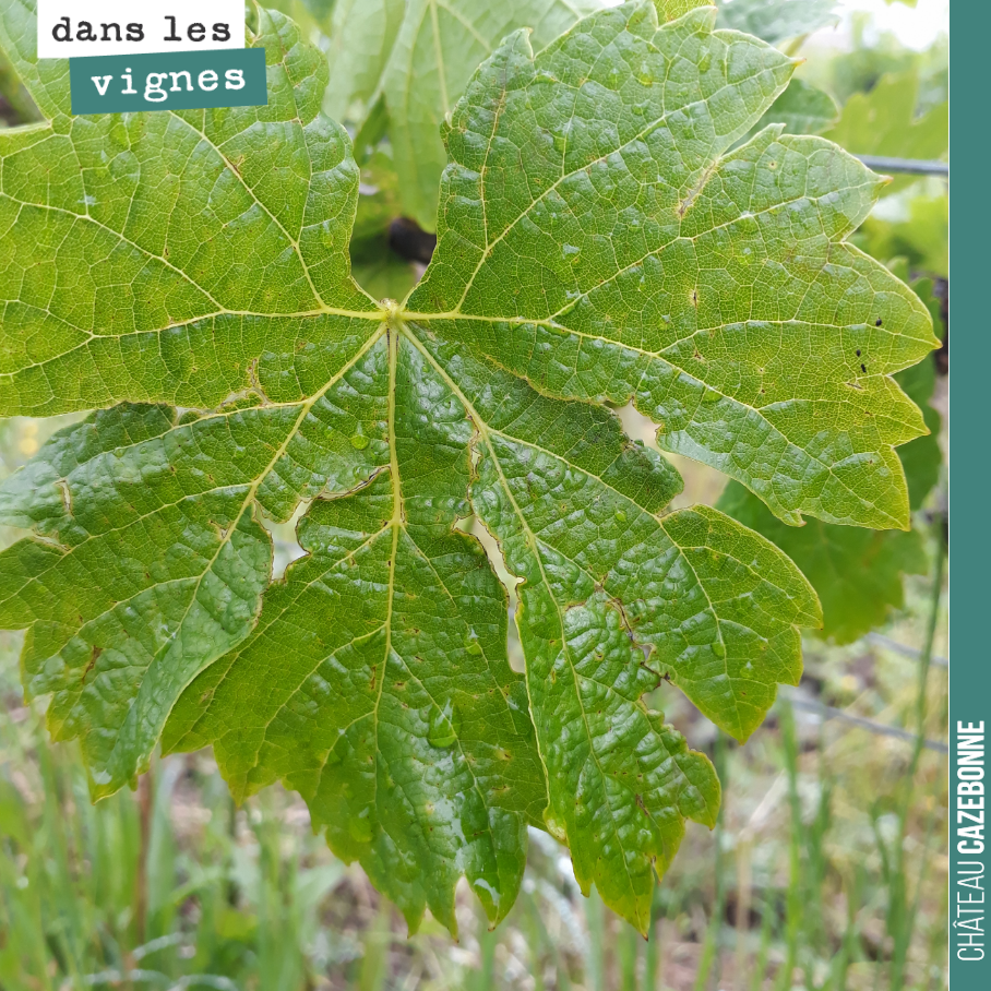Dégâts de la grêle sur cette feuille. Mais ce stress ne peut que fragiliser la plante.
Gare au mildiou !