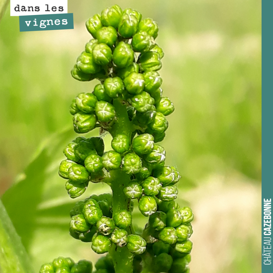 La fleur et son parfum inégalable n’est plus très loin. Ici photo prise sur une manne de sauvignon gris.
On est à l’avance, très à l’avance.
Sur la fleur, on craint la coulure sur les cépages sen...