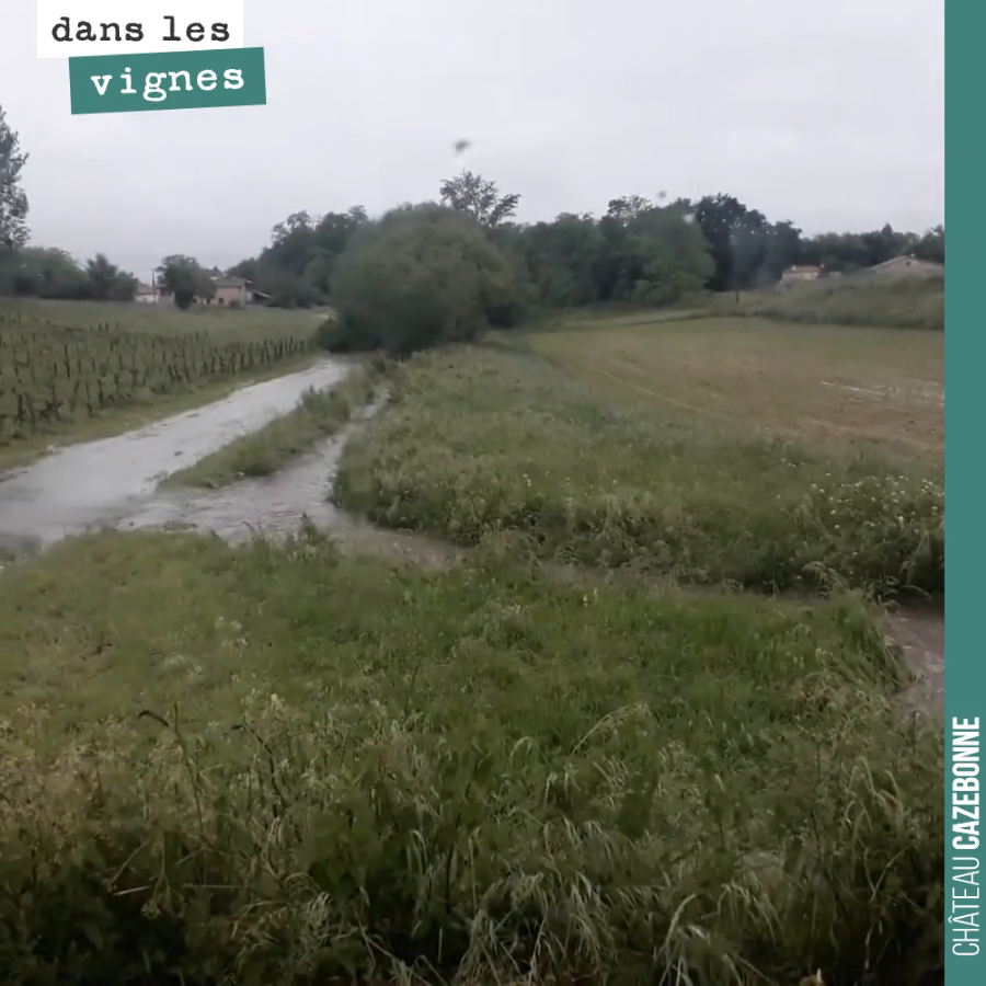 110mm de pluie depuis 24 heures. C’est le déluge.
Ici un torrent en bas de notre parcelle de Bouché. On se demande comment on va réussir à passer demain pour traiter.
Car le mildiou est bien là !