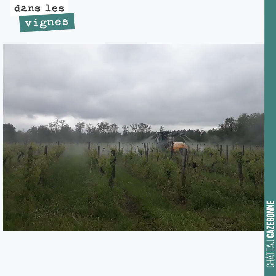 Le traitement de mardi avec prêle, valériane, consoude, cuivre et soufre pour tenter de freiner l’inexorable progression du mildiou et du blackrot.
Pas simple, encore 20mm hier matin.
Maintenant,...