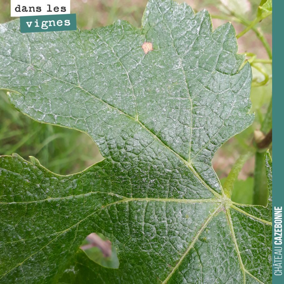 Une tache de blackrot, mais la vigne est quand même très belle cette année. On verra à partir de mercredi si les attaques de mildiou et blackrot s’intensifient. Avec les conditions météo actuelles,...