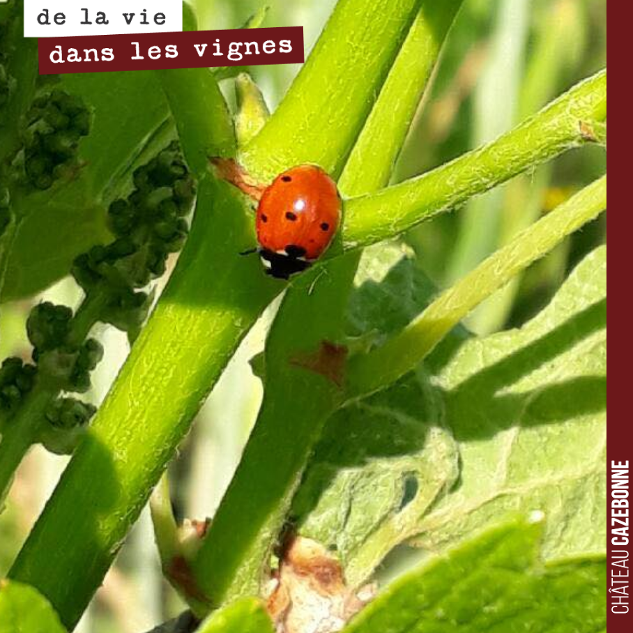 Des coccinelles qui s’épanouissent dans nos vignes...