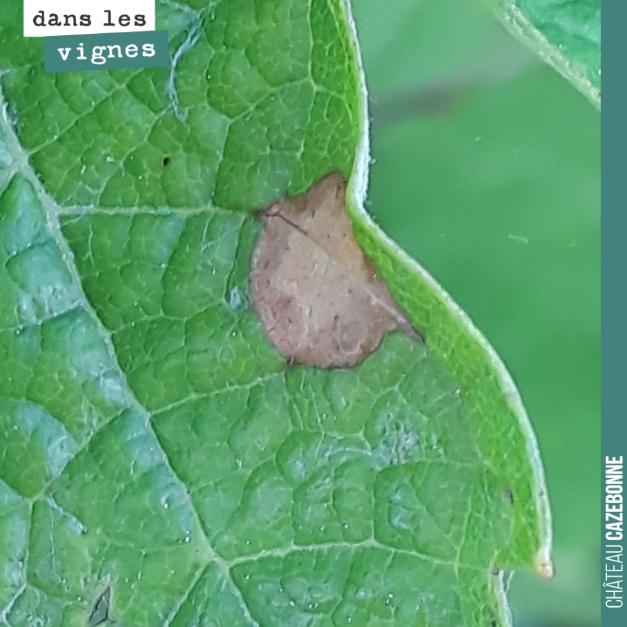 Quand on voit une brûlure de cigarette sur une feuille, c’est la marque du blackrot. Il est partout cette année.
Et c’est ennemi redoutable, qui une fois lancé, descend sur grappe et détruit la r...