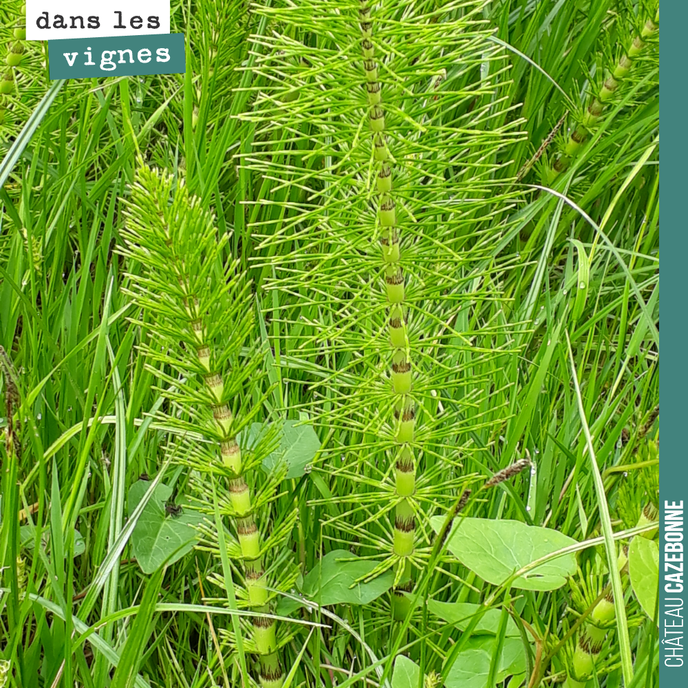 La prêle, une plante qui nous est bien utile, en tisane, pour lutter contre les champignons parasites de la vigne.