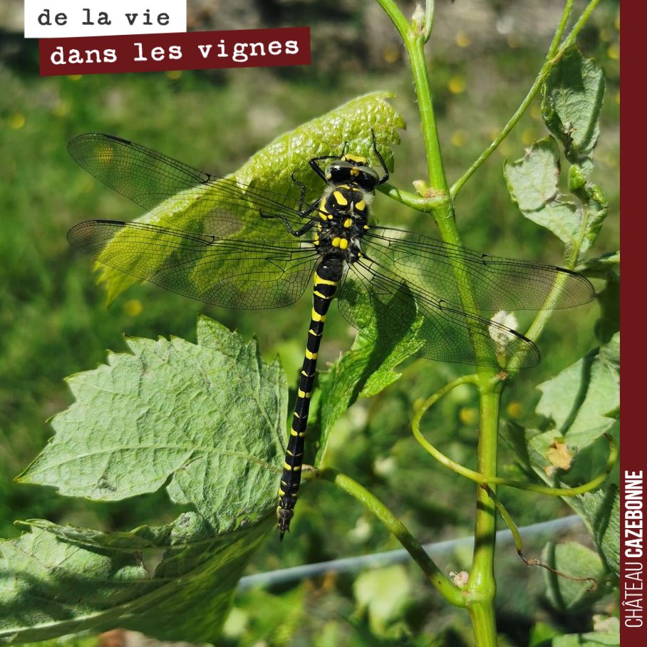 Clin d’œil de notre voisin au Château de Respide avec cette libellule photographiée dans ses vignes. Il fait bon vivre à Saint-Pierre de Mons !