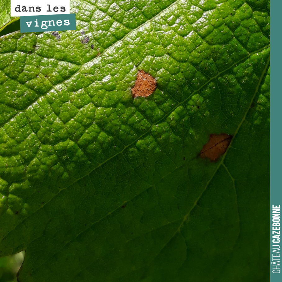 Vous ne trouvez pas qu’un monstre ce cache dans cette feuille ? Cela vous fait penser à quoi.