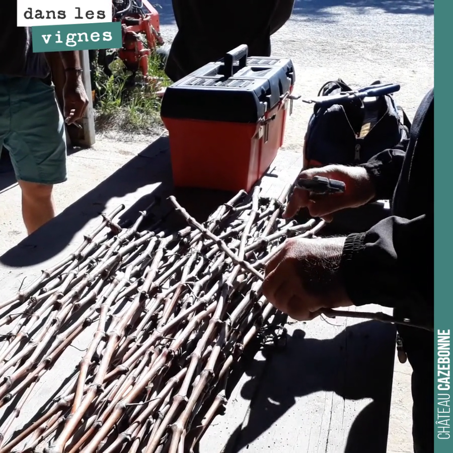Préparer les sarments pour le surgreffage, tout un art. Formation au domaine au surgreffage par Worldwide Vineyards.