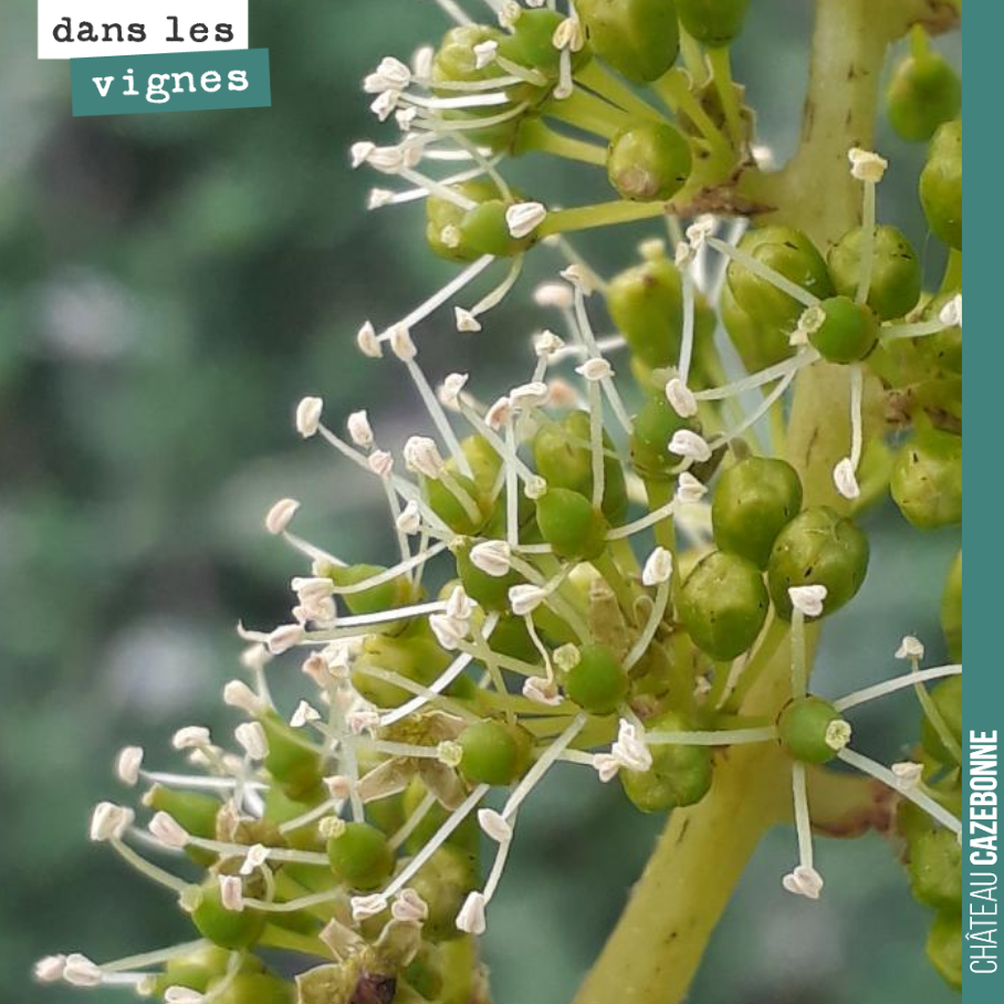 La floraison a également commencé sur nos parcelles de cabernet-sauvignon les plus précoces. Ici, sur la parcelle des Cluchets, parcelle en pente et très bien exposée.